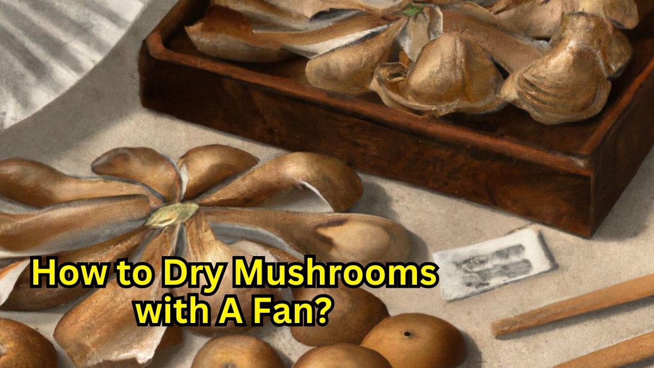 How to Dry Mushrooms with A Fan