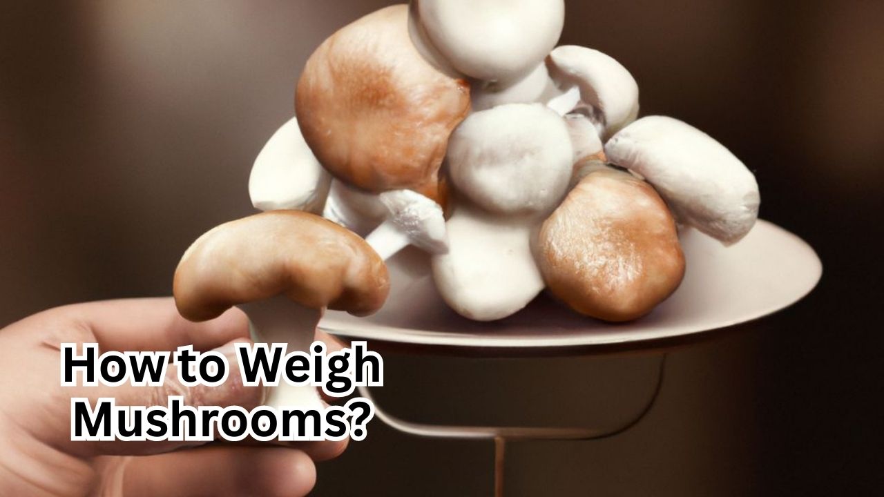 How to Weigh Mushrooms