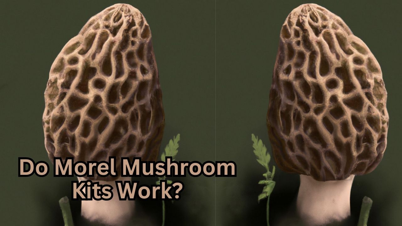 do morel mushroom kits work