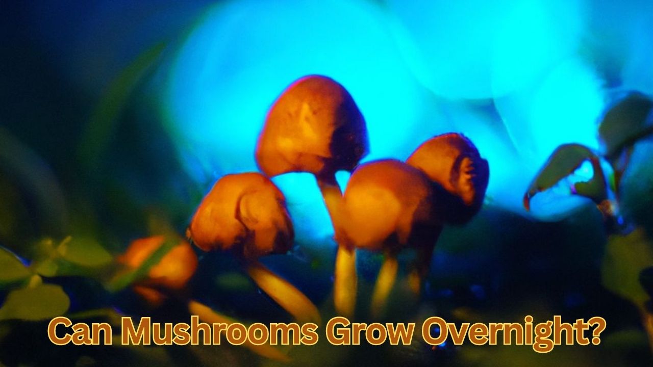 Can Mushrooms Grow Overnight