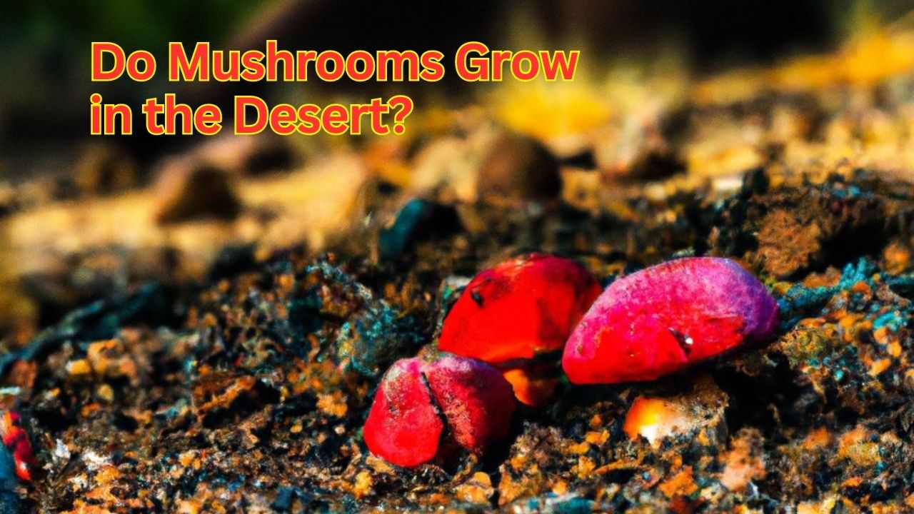 Do Mushrooms Grow in the Desert