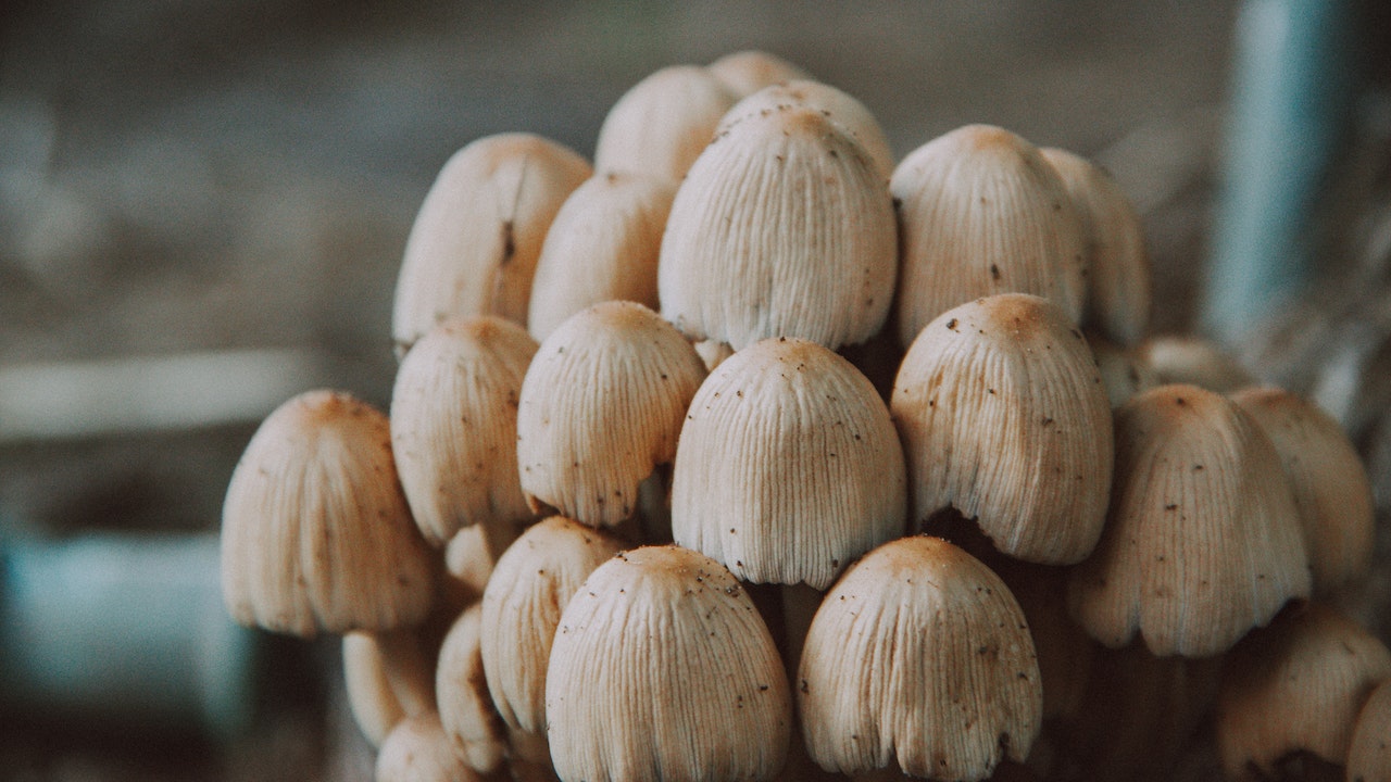 How to grow mushrooms in indoors