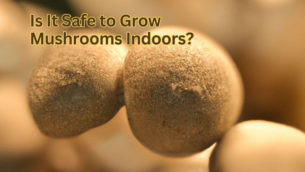 Is It Safe to Grow Mushrooms Indoors
