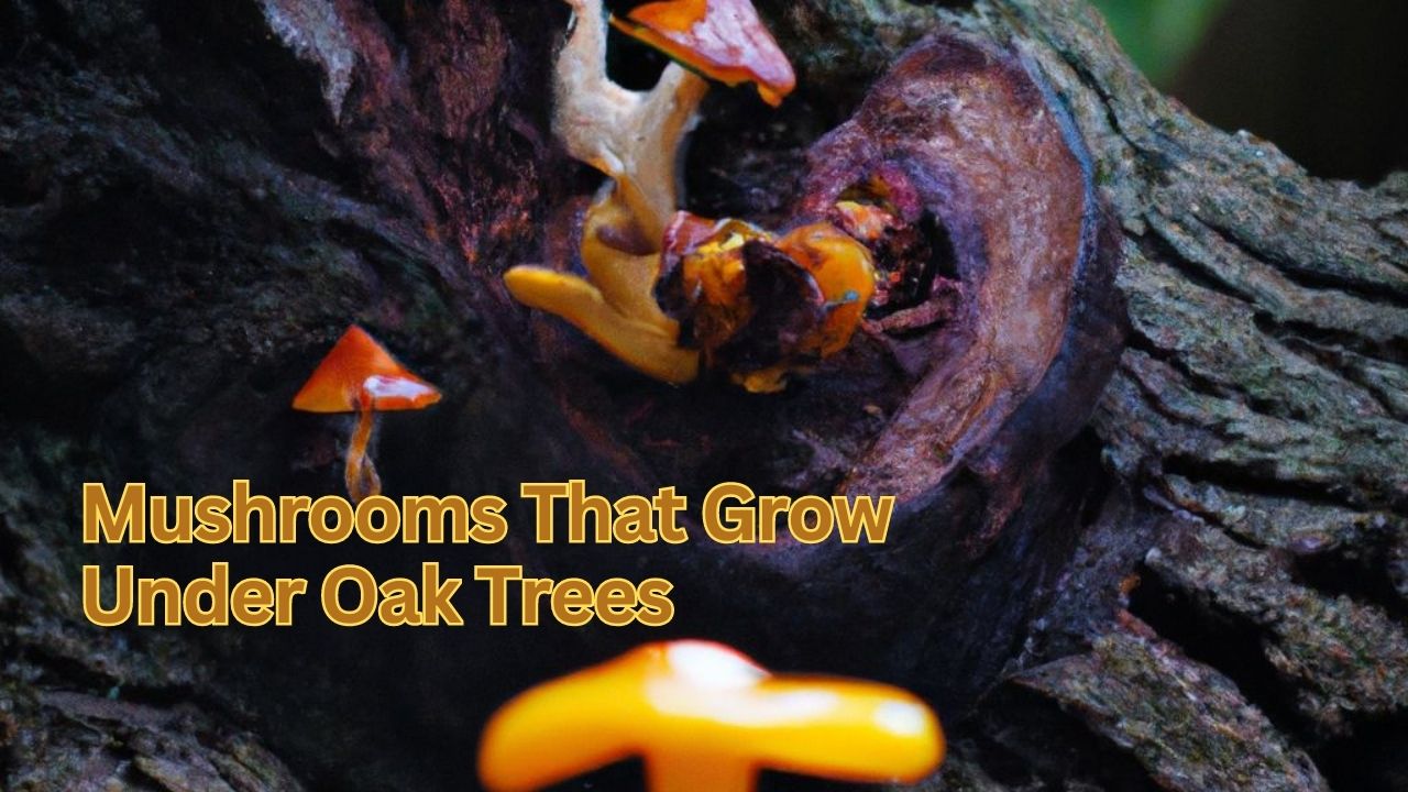 Mushrooms That Grow Under Oak Trees