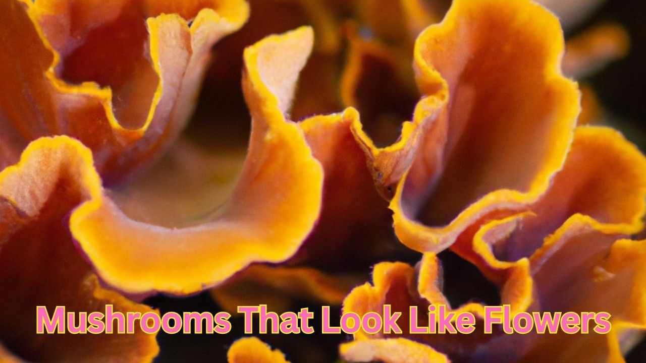Mushrooms That Look Like Flowers