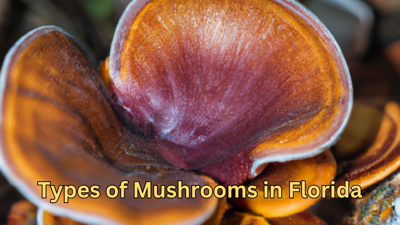 Types of Mushrooms in Florida
