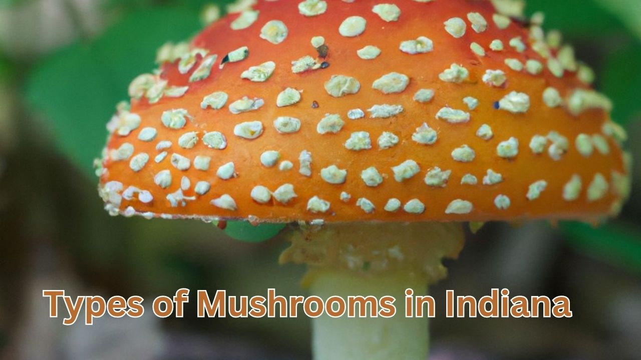 Types of Mushrooms in Indiana