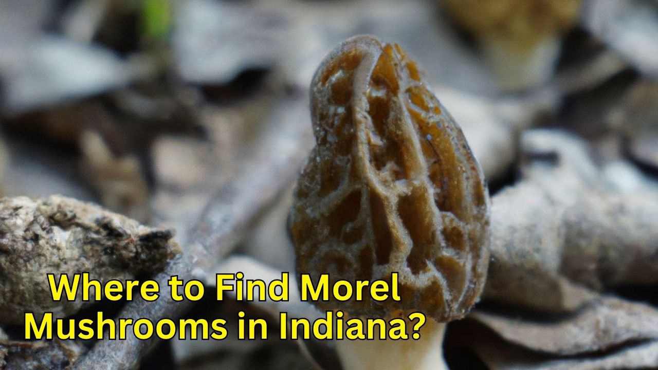 Where to Find Morel Mushrooms in Indiana