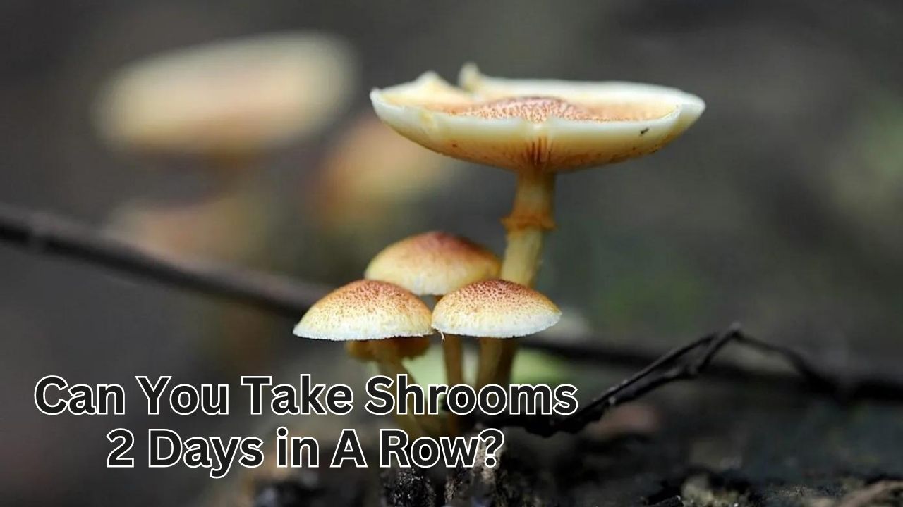 can you take shrooms 2 days in a row