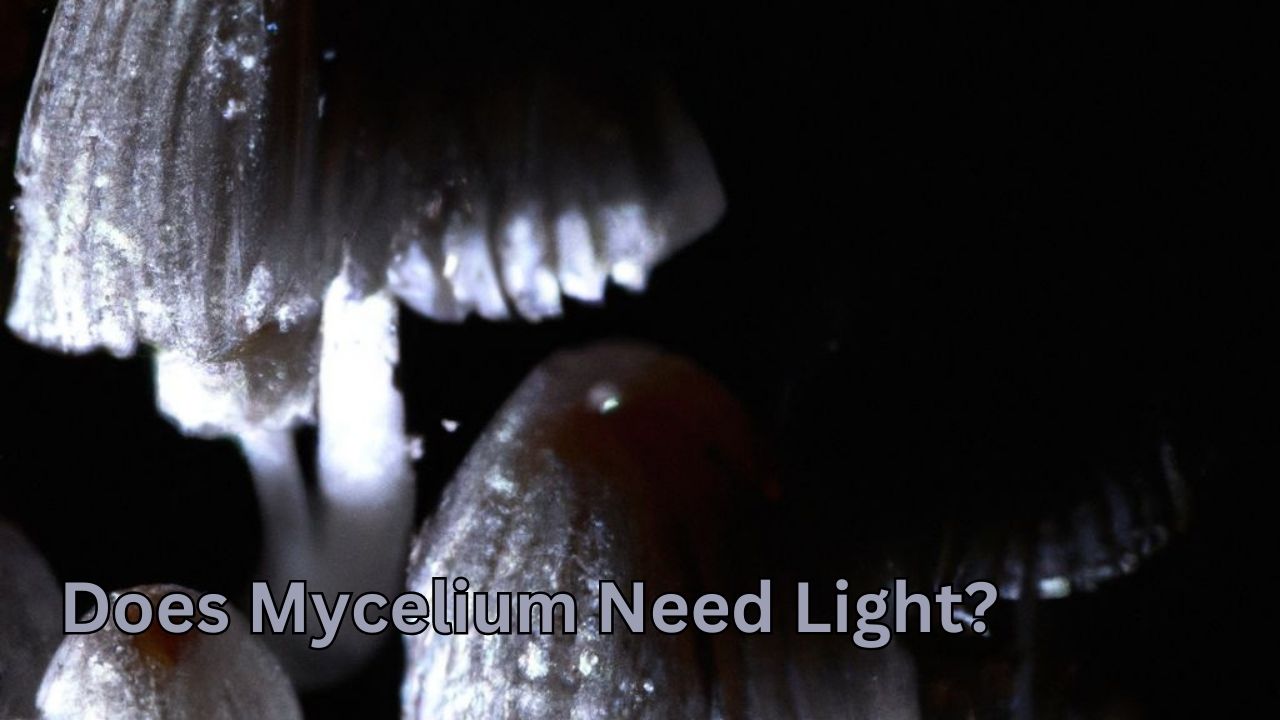 Does Mycelium Need Light